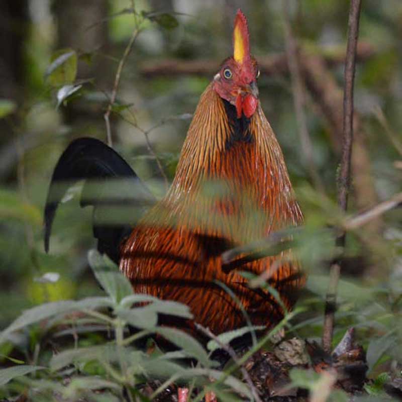 Red Rooster sighting in the Sinharaja forest