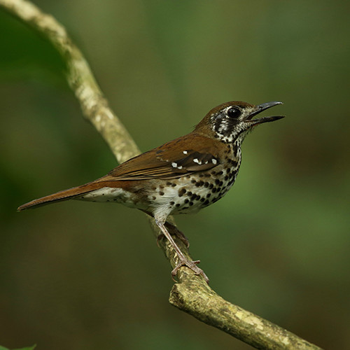 Spotted-winged Thrush