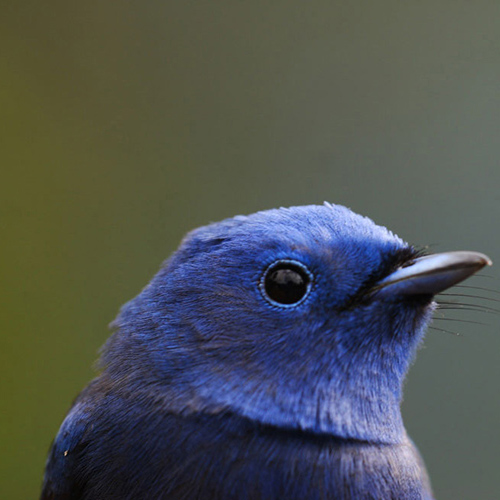 black-naped-monarch in the Sinharaja forest