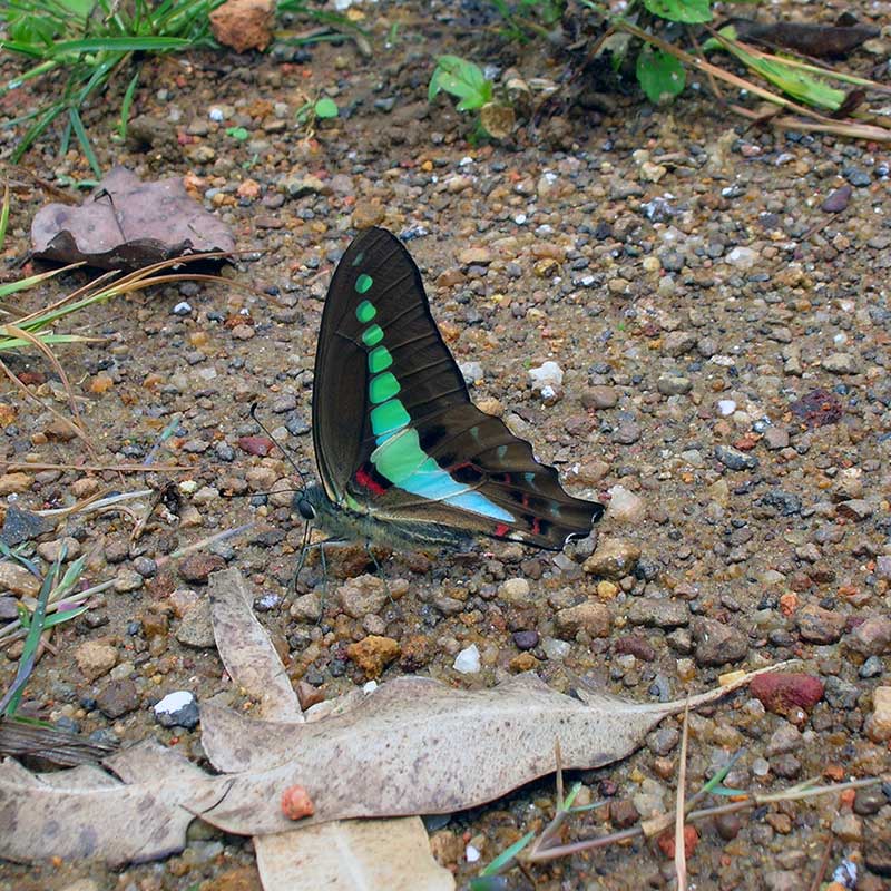Colorful butterfly sighting