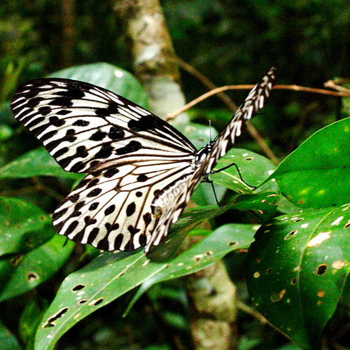Tree Nymph in the Sinharaja forest