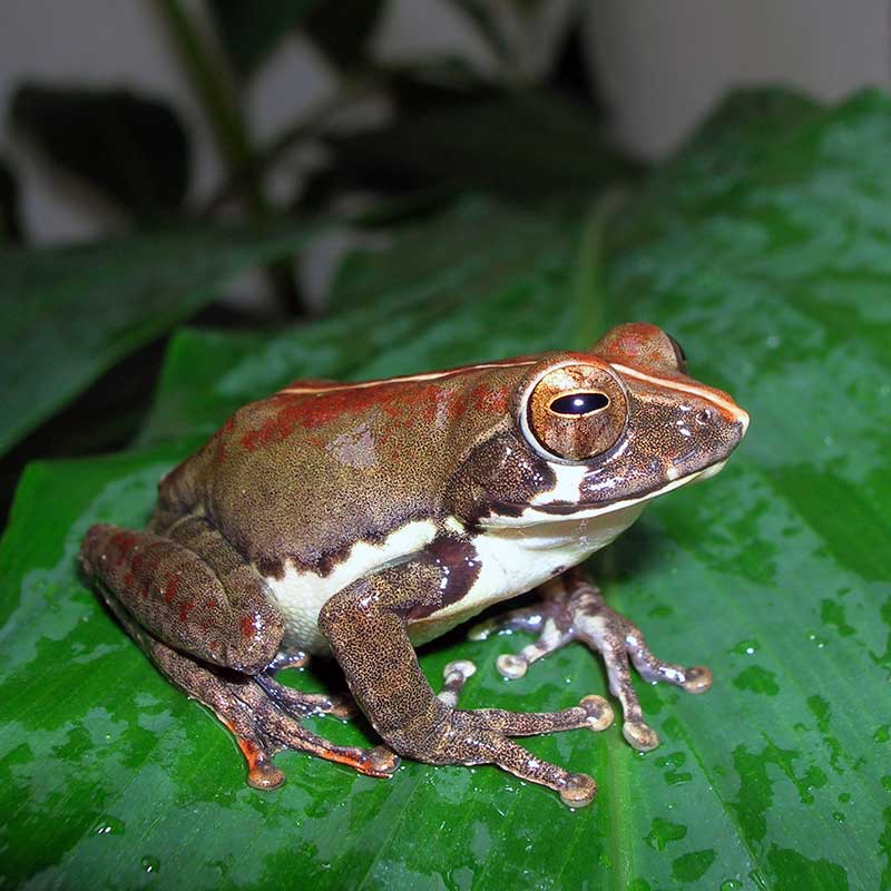 Frog waiting on a leaf