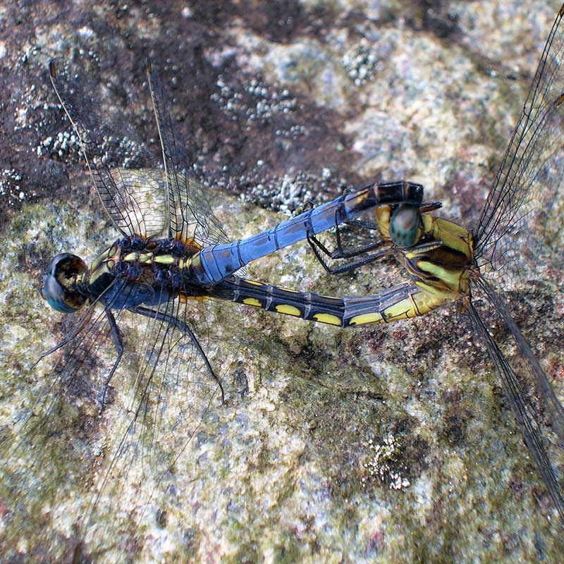 mating dragonflies