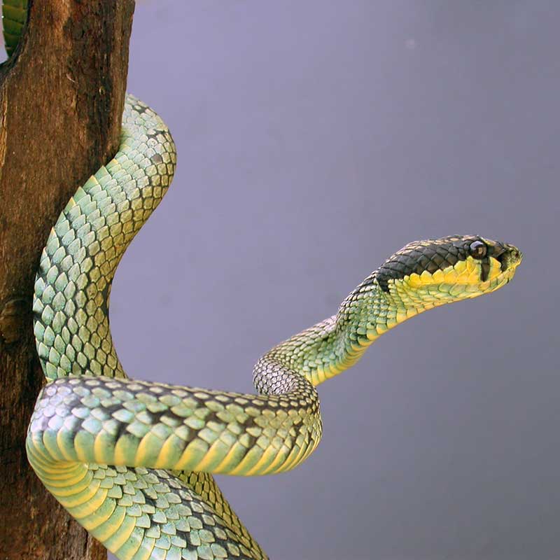 Snake coiled on a tree branch