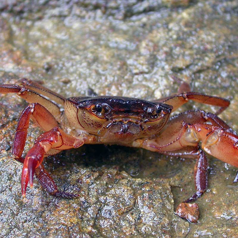 Small crab on the shore of a lake