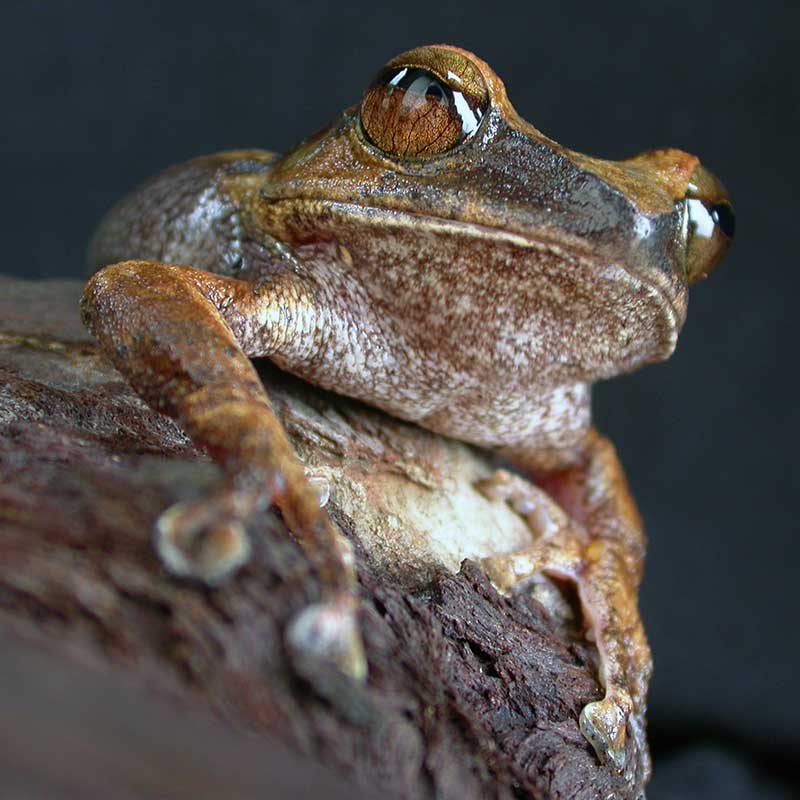 Frog resting on a branch