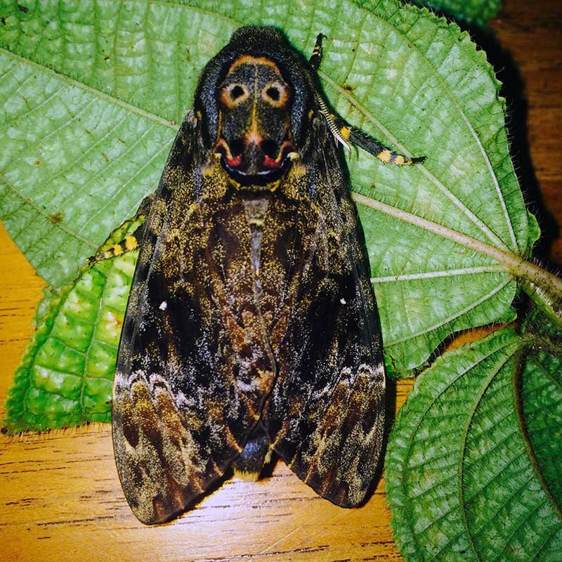 Large moth on a leaf