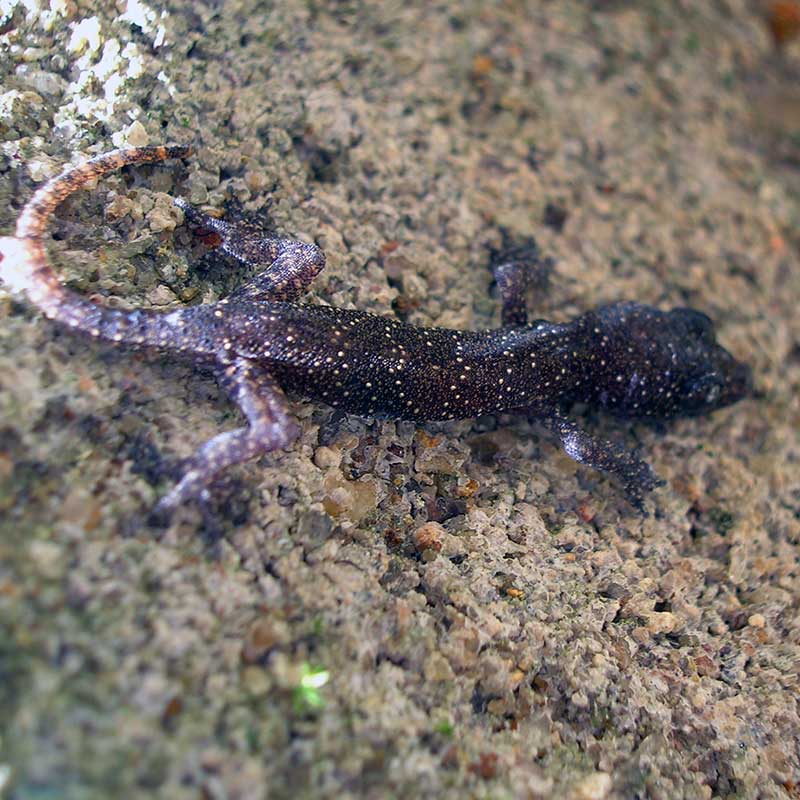 Various lizards found in the forest