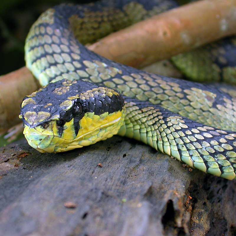 One of many reptiles in the forest