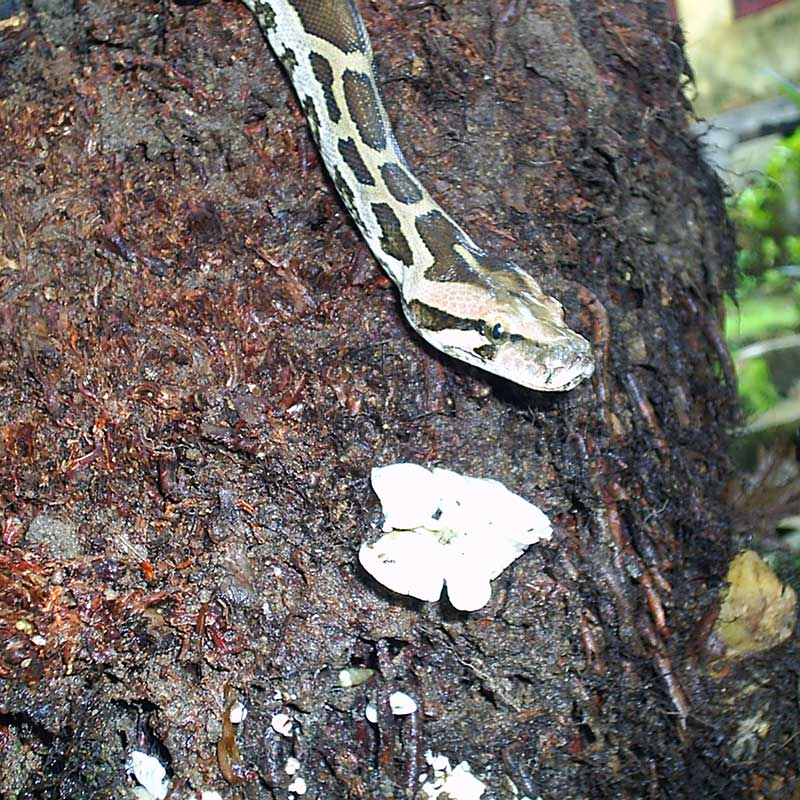 Various snakes found in the forest